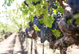 tree-branch-plant-grape-vine-vineyard-1202804-pxhere