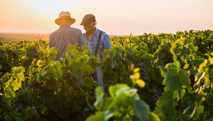 Vintners