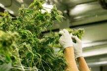 cannabis supply chain