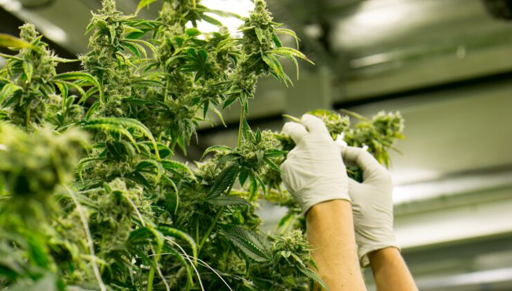 cannabis supply chain
