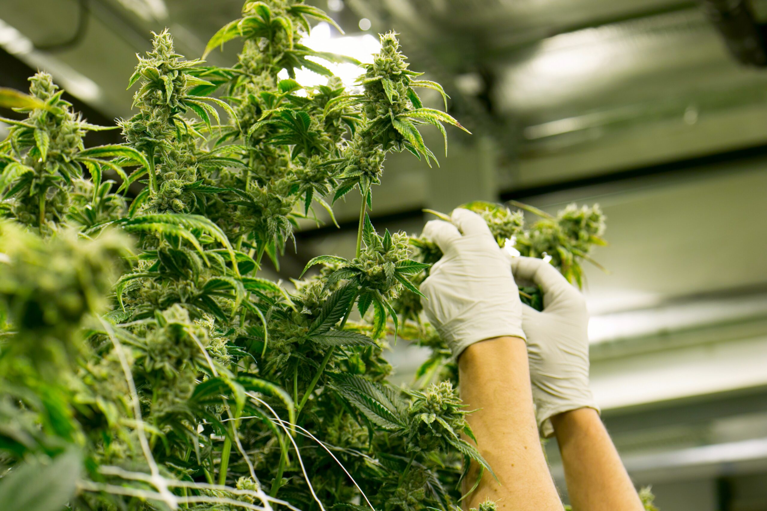 Shweed From Seed to Sale: Managing Risk Across the Cannabis Supply Chain